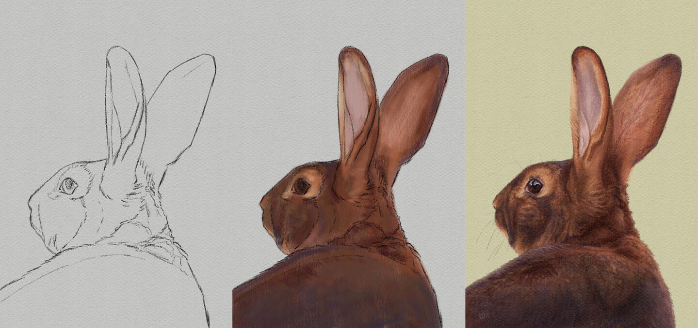 Sample illustration process